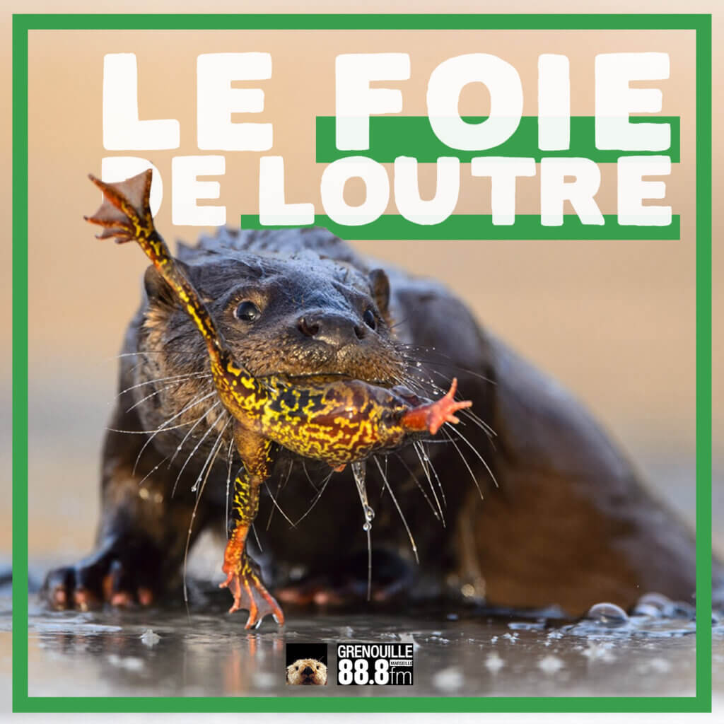 Le Foie de Loutre, l'émission musicale sur Radio Grenouille, en podcast !